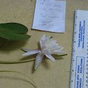 SITE14 FRAGRANT  WATER LILLY 1